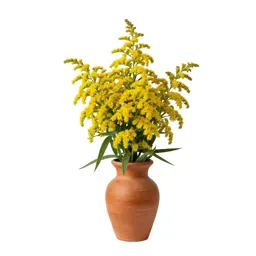 Showy goldenrod