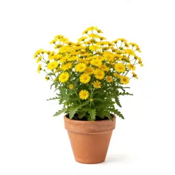 Sickleweed golden aster