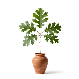 Silk oak