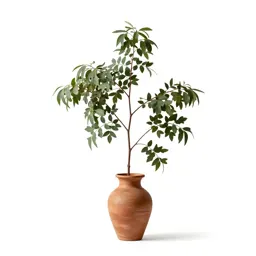 Silky oak