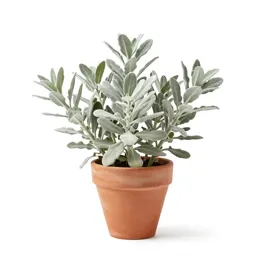 Silver sage