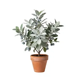 Silverberry