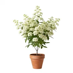Silverrod