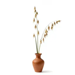 Slender wild oat