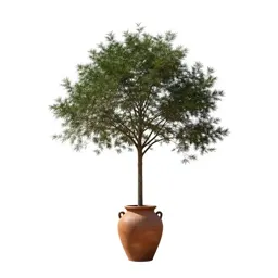 Smoke tree