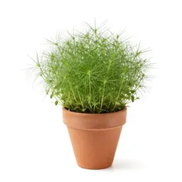 Smooth crabgrass