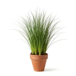 Smut grass