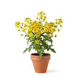 Sneezeweed
