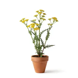 Sneezeweed yarrow