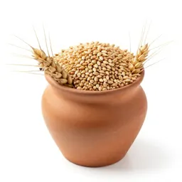 Soft wheat