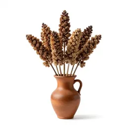 Sorgo