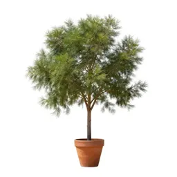 Sorrel tree