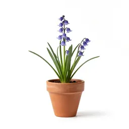 Southern harebell