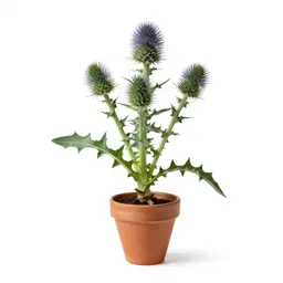 Sow thistle