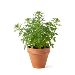 Spreading fleabane