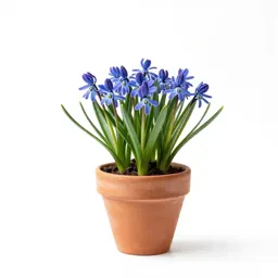 Spring squill
