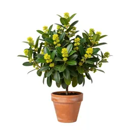 Spurge laurel