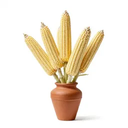 Squirrel corn