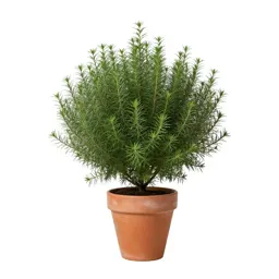 Staggerbush