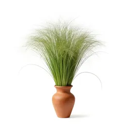 Star grass