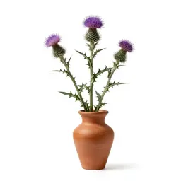 Star-thistle