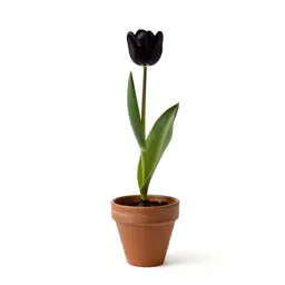 Star tulip