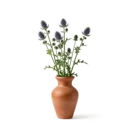 Stemless carline thistle