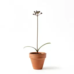 Stemless hymenoxys