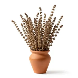Stevia