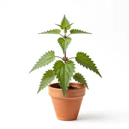 Stinging nettle