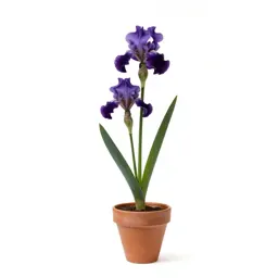 Stinking iris