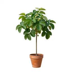 Strawberry tree