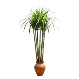 Sugarcane