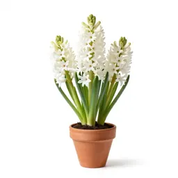 Summer hyacinth