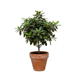 Swamp azalea