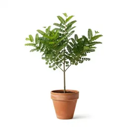 Swamp laurel