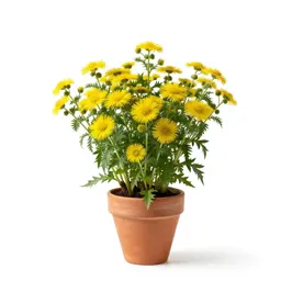 Sweet coltsfoot