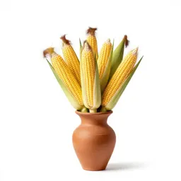 Sweet corn