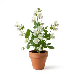 Sweet pea
