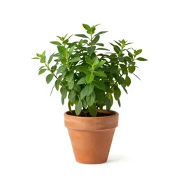 Sweet pepperbush