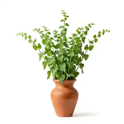 Sweet vetch