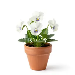 Sweet white violet