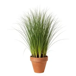 Switch grass