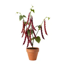 Sword bean