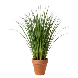 Sword grass