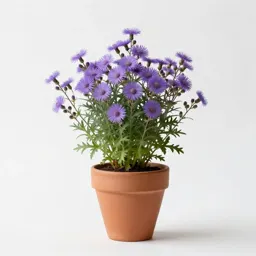 Tahoka daisy