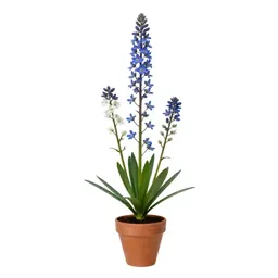 Tall bellflower