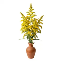 Tall goldenrod
