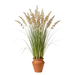 Tall oat grass