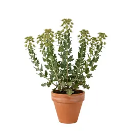 Tarweed